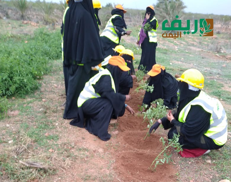 قصة نجاح ملهمة.. أول مشروع زراعي بكادر نسائي بجزيرة سقطرى