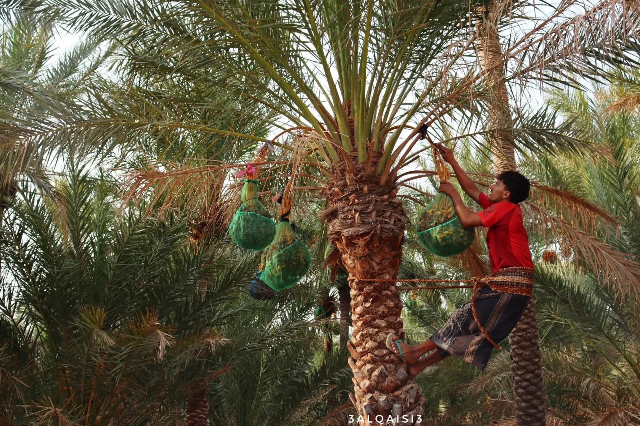 موسم جني التمور الفاخرة في سقطرى ينطلق وسط تحديات طبيعية واقتصادية